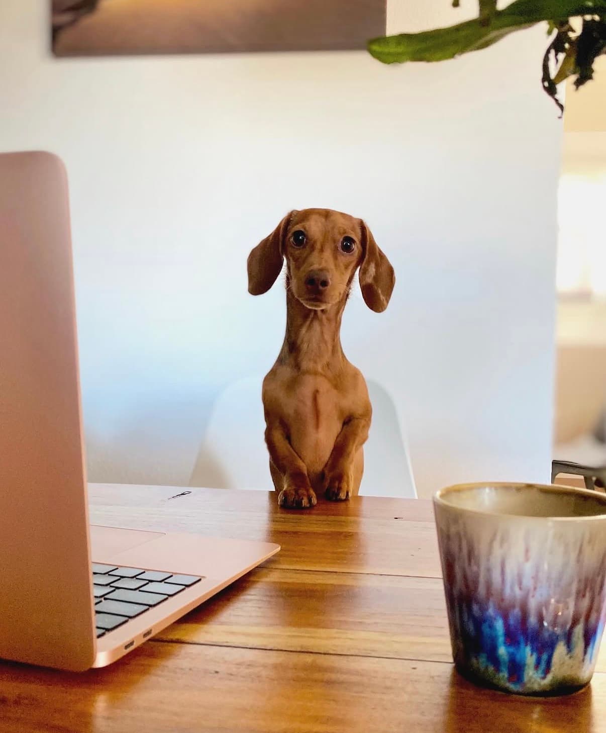 Dackel Daisy als Bürohund